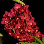 Vanda Sweet Pea B S